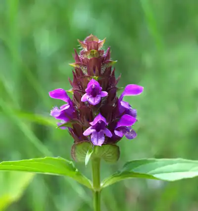 Is Spica Prunellae Extract Used For Treating Inflammation?